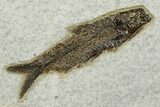 Plate with Two Detailed Fossil Fish (Knightia) - Wyoming #370871-2